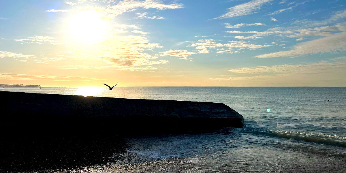 Hove Seafront Sea Wild Swimming gull seagull brighton pier groyne beach pebbles sunrise